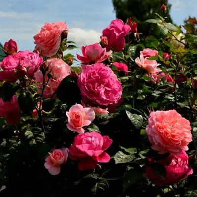 Роза ОЛЬГА шраб в Светлогорске