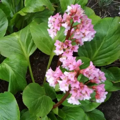 Бадан БЭБИ ДОЛЛ в Светлогорске