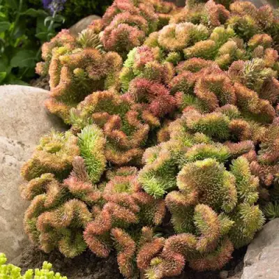 Очиток (седум) КРИСТАТУМ отогнутый в Светлогорске