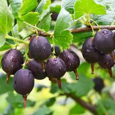 Крыжовник ЧЕЛЯБИНСКИЙ СЛАБОШИПОВАТЫЙ в Светлогорске