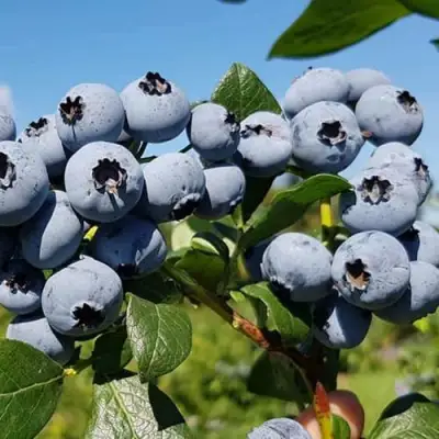Голубика НЕЛЬСОН в Светлогорске