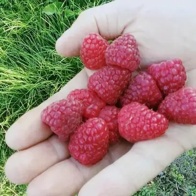 Малина ПОЛЬКА (ПОЛКА) в Светлогорске