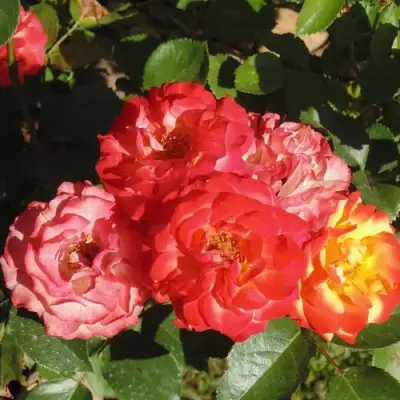 Роза ТАЙФУН спрей в Светлогорске