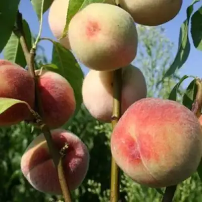 Персик ДОНЕЦКИЙ БЕЛЫЙ в Светлогорске