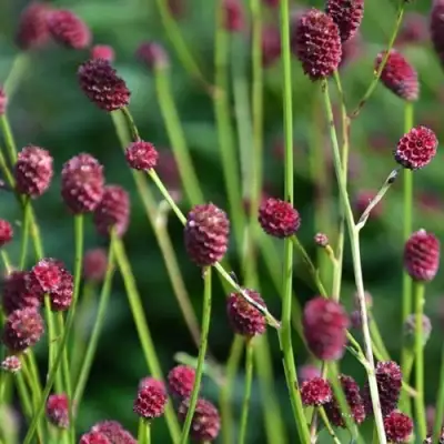 Кровохлебка ЧОКОЛАТ ТИП в Светлогорске