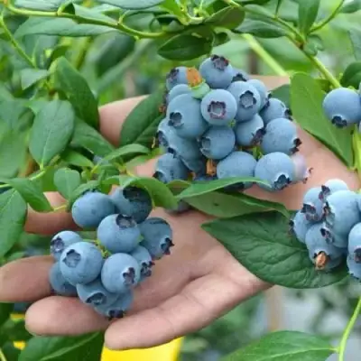 Голубика ТОРО в Светлогорске