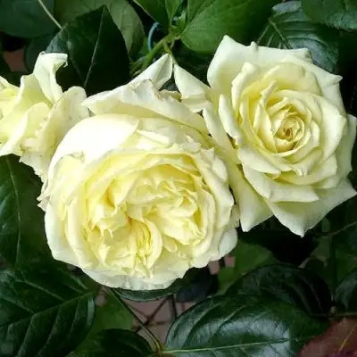 Роза ЭЛЬФ плетистая в Светлогорске