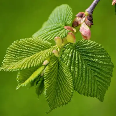 Вяз обыкновенный в Светлогорске