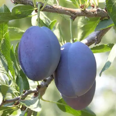 Слива СТЭНЛИ в Светлогорске