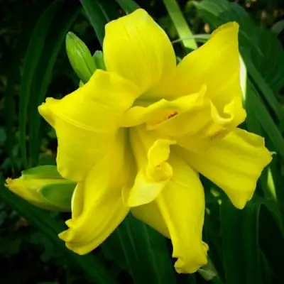 Лилейник ДАБЛ РИВЕР ВАЙ гибридный в Светлогорске