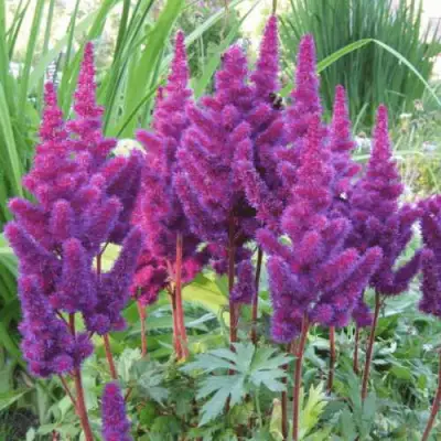 Астильба БЛЭК ЭНД БЛУ китайская в Светлогорске