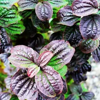 Дерен КОМПРЕССА кроваво-красный в Светлогорске