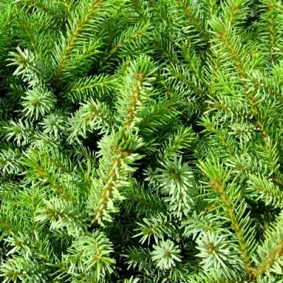 Ель НАНА сербская в Светлогорске