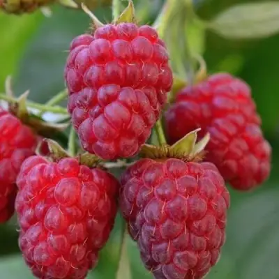 Малина ИЗОБИЛЬНАЯ в Светлогорске