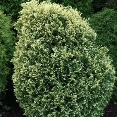 Туя ЛИТОМИШИЛ западная в Светлогорске