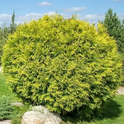 Туя ГОЛДЕН ГЛОБ западная в Светлогорске