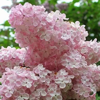 Сирень ВЕЧЕРНИЙ ЗВОН в Светлогорске