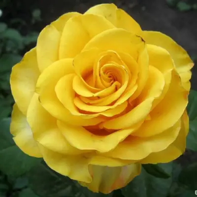 Роза КЕРИО чайно-гибридная в Светлогорске