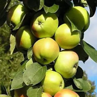 Яблоня ПРЕЗИДЕНТ колонновидная в Светлогорске