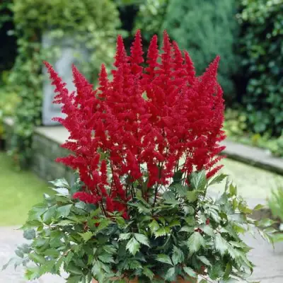 Астильба СПАРТАН Арендса в Светлогорске