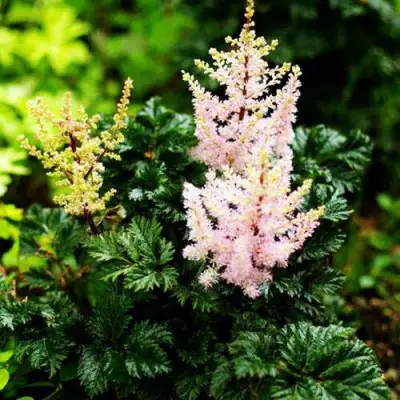 Астильба ЛИЛИПУТ курчавая в Светлогорске