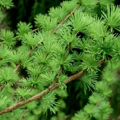 Лиственница европейская в Светлогорске
