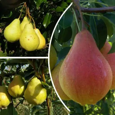 Комплект ТРИ ГРАЦИИ в Светлогорске