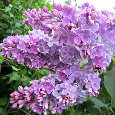 Сирень ОЛЯ в Светлогорске