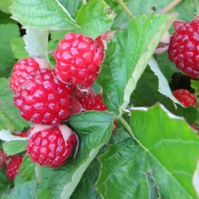 Ежемалина РЕД ДАЙМОНД в Светлогорске