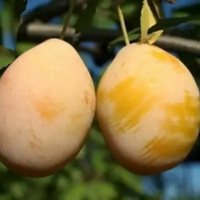 Слива ВАШИНГТОН в Светлогорске