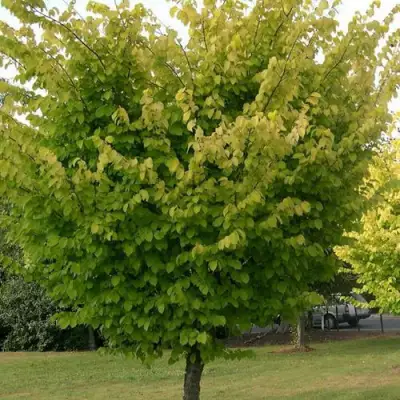 Вяз обыкновенный в Светлогорске