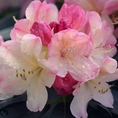 Рододендрон ПЕРСИ ВАЙСМАН в Светлогорске