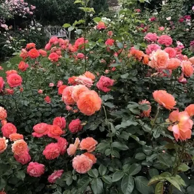 Роза БЕЛЬВЕДЕР шраб в Светлогорске