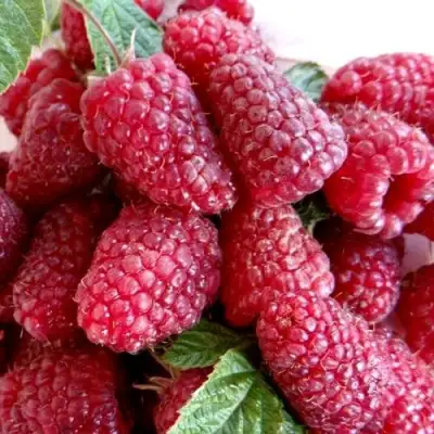 Малина КАСКАД ДЕЛАЙТ в Светлогорске