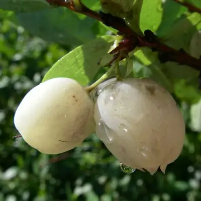 Голубика СНЕГУРОЧКА в Светлогорске