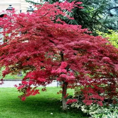 Клен пальмолистный в Светлогорске