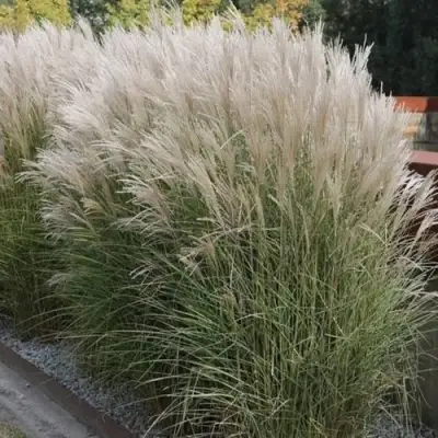 Мискантус КЛЯЙН СИЛЬБЕРСПАЙН китайский  в Светлогорске