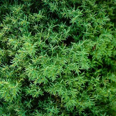 Туя ТЕДДИ западная в Светлогорске