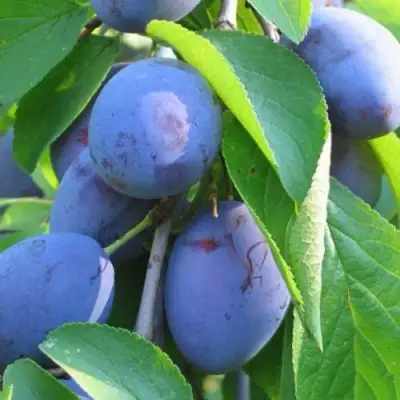 Слива ПЕРДРИГОН в Светлогорске