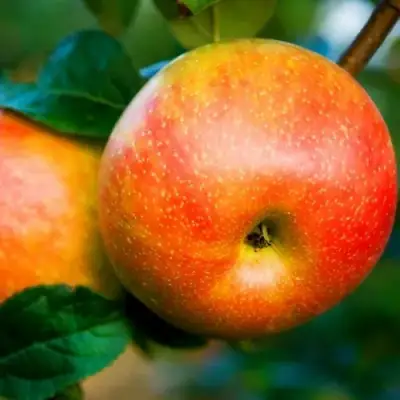 Яблоня АБРИКОСОВАЯ в Светлогорске