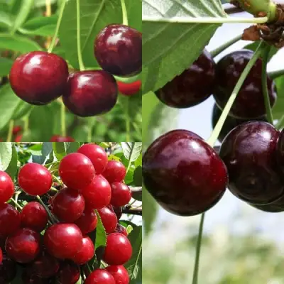 Комплект ВИШНЕВЫЙ САД в Светлогорске