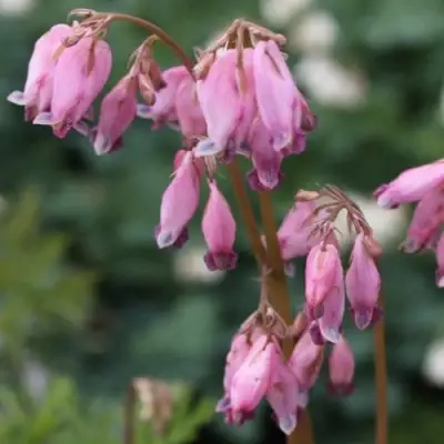 Дицентра изящная в Светлогорске
