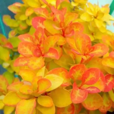 Барбарис САММЕР САНСЕТ тунберга в Светлогорске