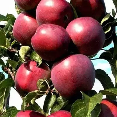 Яблоня СОЗВЕЗДИЕ колонновидная в Светлогорске