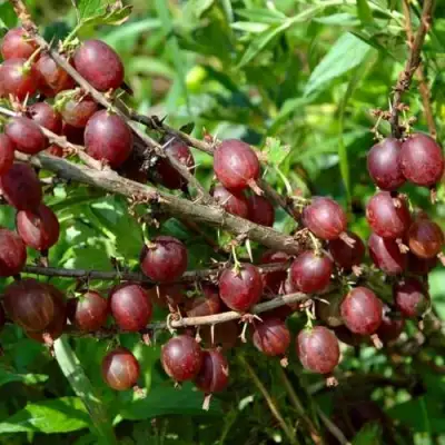 Крыжовник ОЛАВИ (ХИННОНМАЕН ПУНАЙНЕН) в Светлогорске