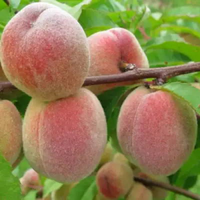 Персик ЕЛГАВСКИЙ в Светлогорске