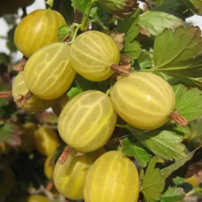 Крыжовник ЯРОВОЙ в Светлогорске