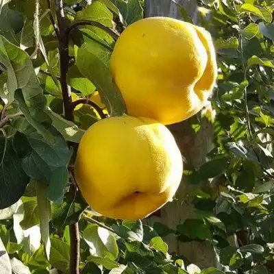 Айва МАРИЯ в Светлогорске