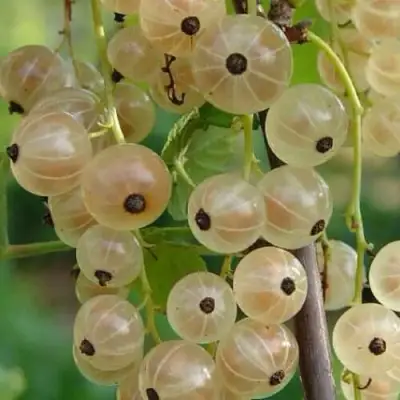 Смородина белая СМОЛЬЯНИНОВСКАЯ в Светлогорске