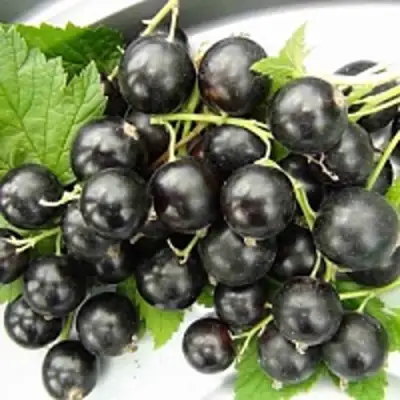 Смородина чёрная ТИТАНИЯ в Светлогорске